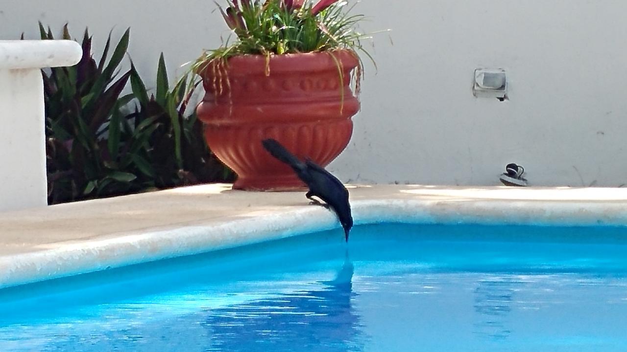 Sun Suites Cozumel Bagian luar foto